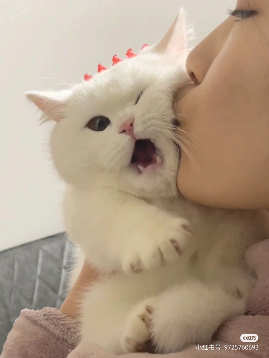 cutest cats tweet media