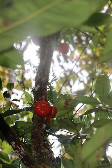 A small shrub to tree, growing up to 5-7 m tall. The leaves are dark green on top and glaucous underneath. The inflorescence is axillary to cauline. The fruits are cauline, dehiscent schizocarps, and orange. Only a single known population was found growing in upland swamp forests