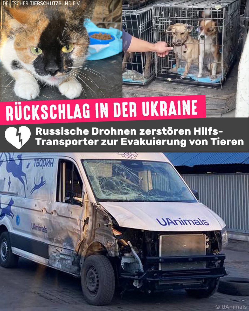 Das von uns finanzierte Evakuierungsfahrzeug wurde auf seinem ersten Einsatz in der Ukraine mehrfach beschossen. 😔 Das mutige Team von UAnimals war gerade dabei, Tiere aus einem Gebäude in der Region Donezk zu retten und saß im Wagen, als sich die erste russische Drohne näherte.