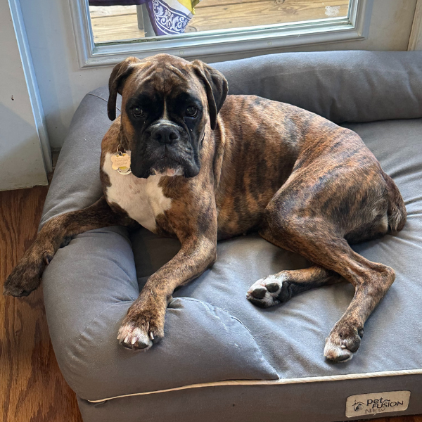mgilliampr's tweet photo. 🐶🐱 Sending love to all pets on #NationalLoveYourPetDay 😻 Let's continue supporting animal welfare organizations together! 🐾 #PRforPets #FurryFriendsForever #PointTaken https://t.co/FjtPXyyHiB