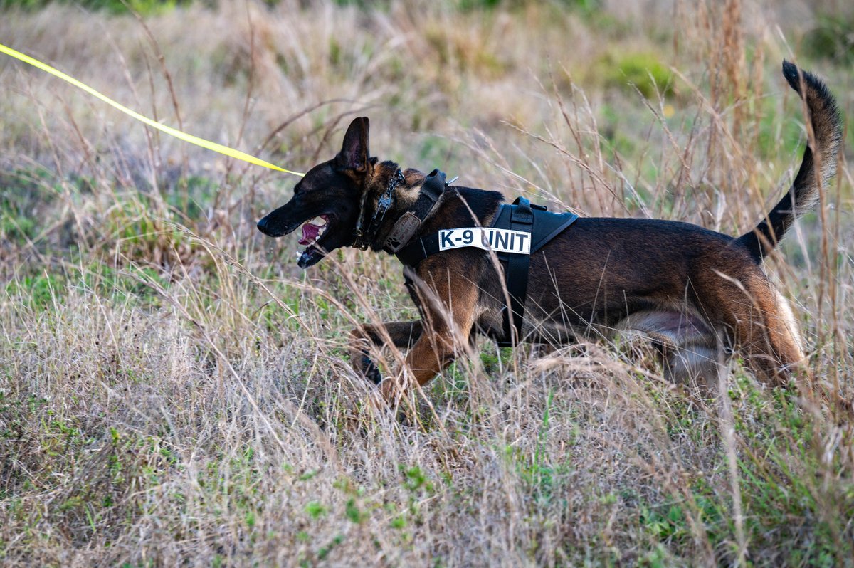 SLDelta45's tweet photo. 🐾💣 Real-World Readiness in Action! 💣🐾

The 45th SFS #K9 Unit joined the 45th CES EOD for a joint exercise on threat detection, enhancing Integrated Base Defense.

@SpaceForceDoD | @USSF_SSC | @usairforce https://t.co/KYU0s5e2QN