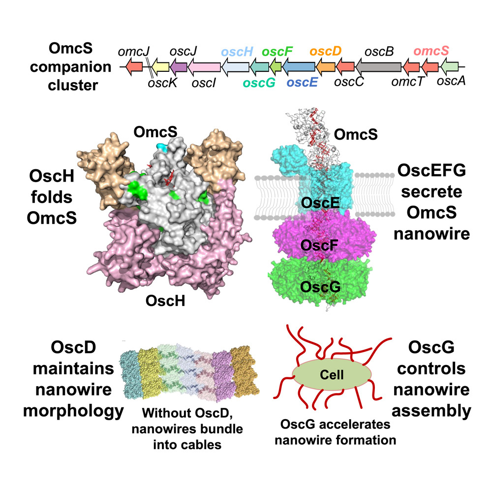 CellChemicalBiology (@cellchembiol) on Twitter photo Cong Shen, <a href="/NS_Malvankar/">Nikhil Malvankar</a>, et al at <a href="/Yale/">Yale University</a> <a href="/YaleMicroPath/">YaleMicroPath</a> <a href="/YaleMBB/">Yale MB&B</a> identify the omcS-companion (osc) cluster that drives cytochrome OmcS nanowire formation in G. sulfurreducens, highlighting its role in extracellular electron transfer. dlvr.it/TJ5V8b Cong Shen, <a href="/NS_Malvankar/">Nikhil Malvankar</a>, et al at <a href="/Yale/">Yale University</a> <a href="/YaleMicroPath/">YaleMicroPath</a> <a href="/YaleMBB/">Yale MB&B</a> identify the omcS-companion (osc) cluster that drives cytochrome OmcS nanowire formation in G. sulfurreducens, highlighting its role in extracellular electron transfer. dlvr.it/TJ5V8b