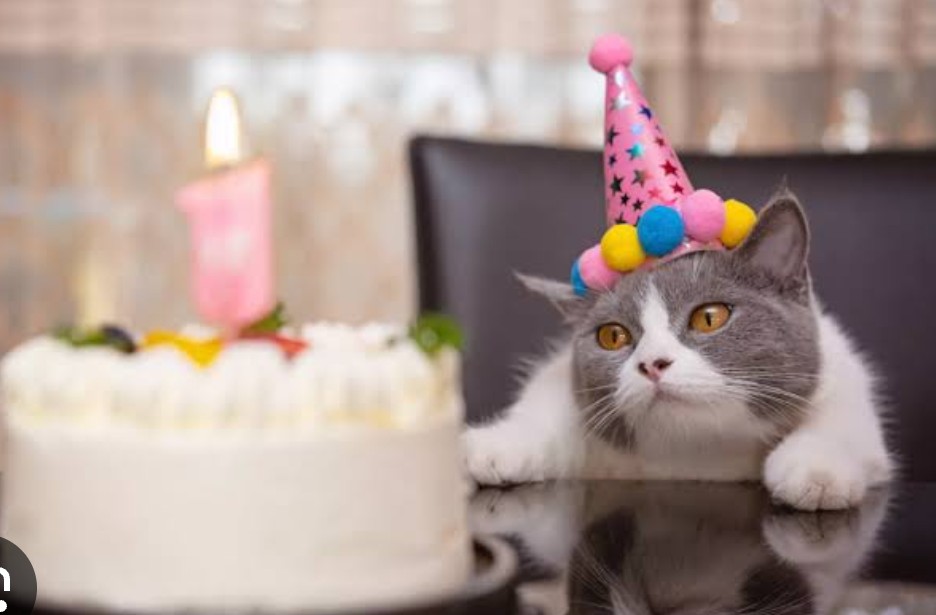 #FelizDiaDelGato 
A esos traviesos que hacen la vida maravillosa, denle un sobrecito al menos para festejar su día.
Ellos nos cantan diariamente con sus ronroneos, cantemos de alegría para ellos. 
Hay que festejar