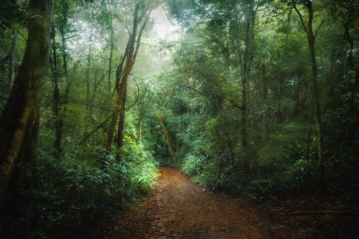 Somewhere in the depths of the Calakmul jungle