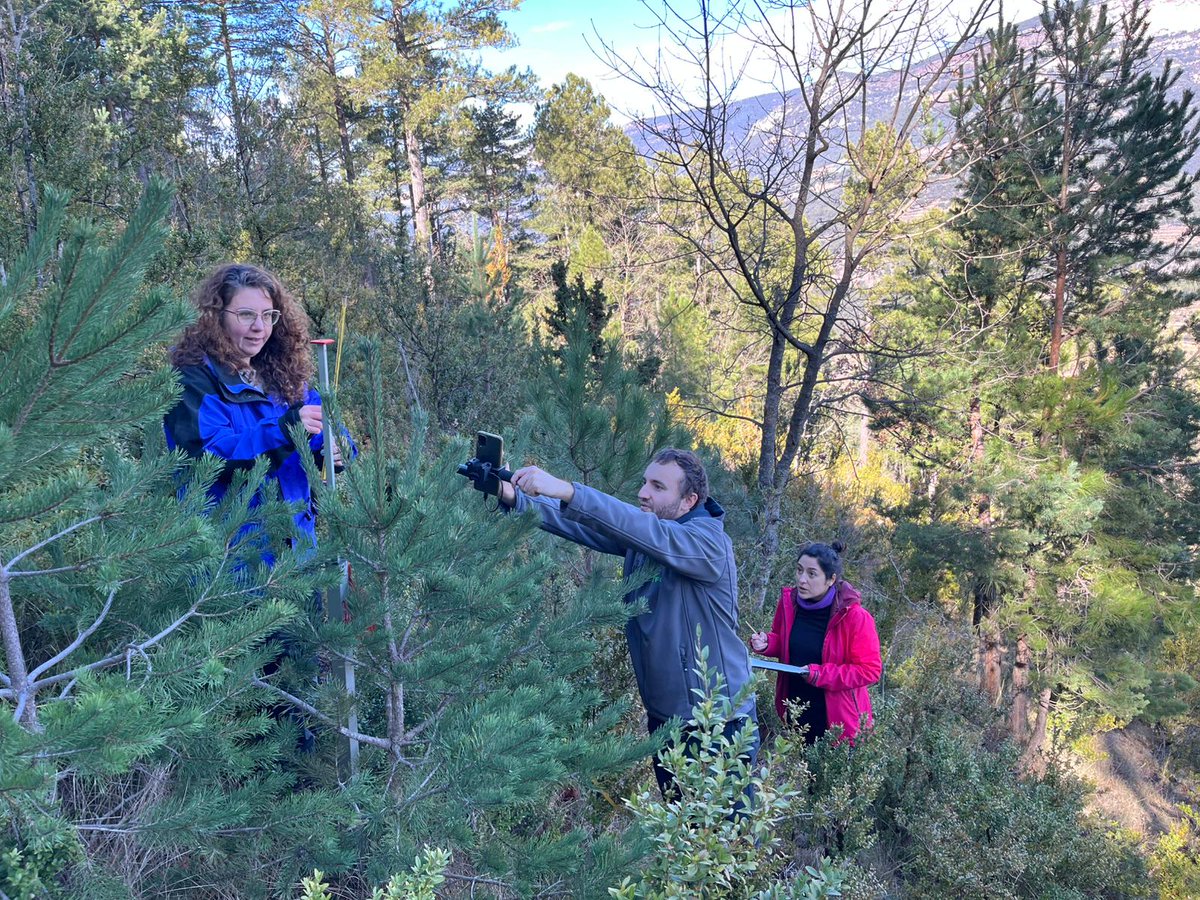 Estos últimos días he vuelto a vestirme de bosquetero para muestrear y buscar patrones espaciales en el regenerado de P. sylvestris y P. nigra en Lladurs. Gran trabajo de campo con el equipazo de #Adaptafor <a href="/ETSEAFIV_UdL/">ETSEAFIV_UdL</a>, <a href="/ctforestal/">CTFC</a> y <a href="/cpforestal/">CPF</a>. Abro minihilo ⬇️