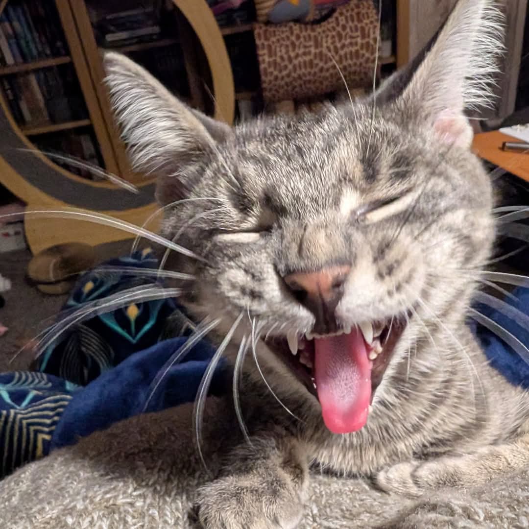 NeoLoki82's tweet image. It wasn&apos;t that funny Willow! @NeilInHe @SPBauthor