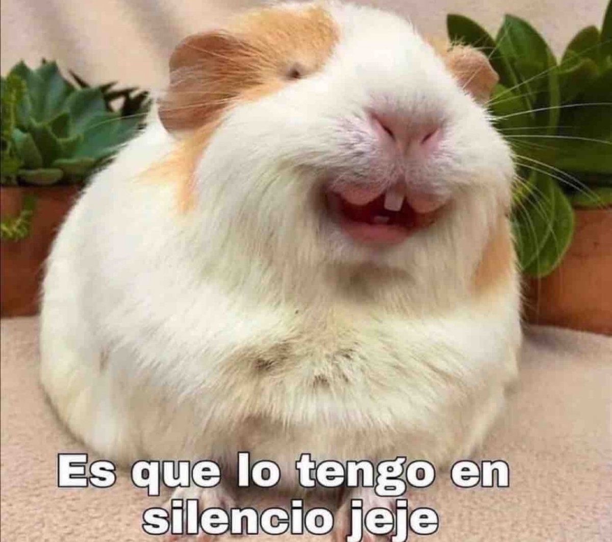 Guarromantico_'s tweet photo. Yo: *Pierdo mi celular*

Alguien: Deja te marco para que lo encuentres

Yo: https://t.co/sg6elOpCSn
