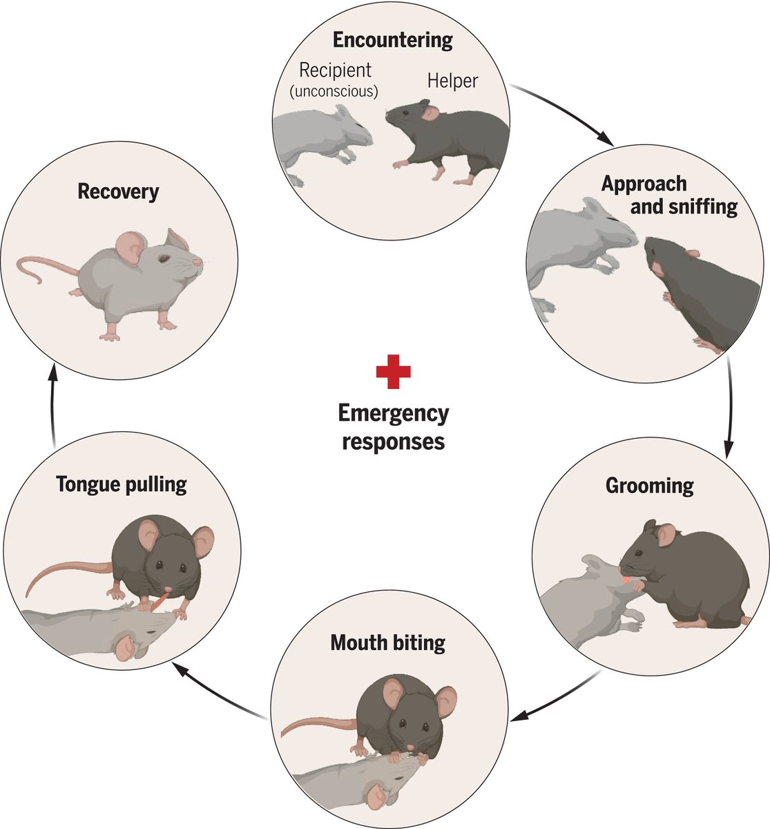 Waggoner Lab (@labwaggoner) on Twitter photo An innate drive to save a life: <a href="/ScienceMagazine/">Science Magazine</a>
In mice, two brain regions drive the impulse to revive an unconscious companion
science.org/doi/10.1126/sc…
science.org/doi/10.1126/sc…
<a href="/TheHongLab/">Weizhe Hong</a> <a href="/Fangmiao4/">Fangmiao Sun</a>
science.org/doi/10.1126/sc… An innate drive to save a life: <a href="/ScienceMagazine/">Science Magazine</a>
In mice, two brain regions drive the impulse to revive an unconscious companion
science.org/doi/10.1126/sc…
science.org/doi/10.1126/sc…
<a href="/TheHongLab/">Weizhe Hong</a> <a href="/Fangmiao4/">Fangmiao Sun</a>
science.org/doi/10.1126/sc…