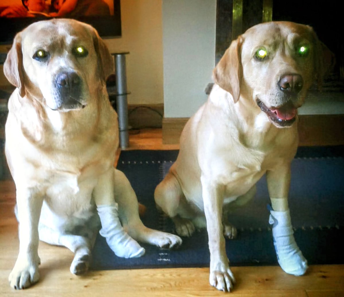 When your best mate gets injured and has to wear a bandage, you wear one too—so they never feel alone. That’s what best friends do.

#dogsoftwitter #dogsofX #dogs #labrador #dog