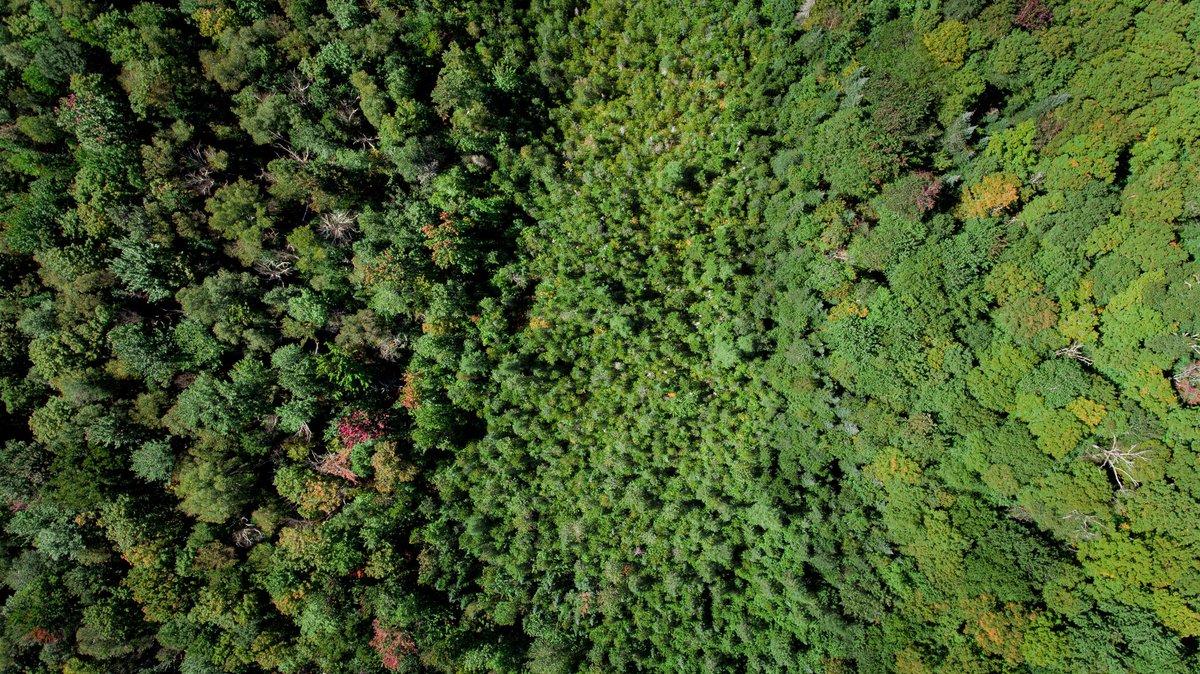 Join us on March 6th from 12:00-1:30 PM for a panel discussion on Managing for Carbon: Putting Programs into Practice. We'll discuss programs that incentivize landowners to deploy forest management practices to increase carbon sequestration and storage.
us02web.zoom.us/webinar/regist…