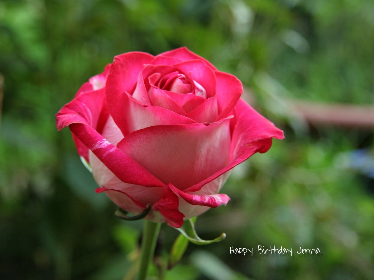 #HappyBirthday 🌸🙂🌸 <a href="/jenna_clause/">jenna</a>