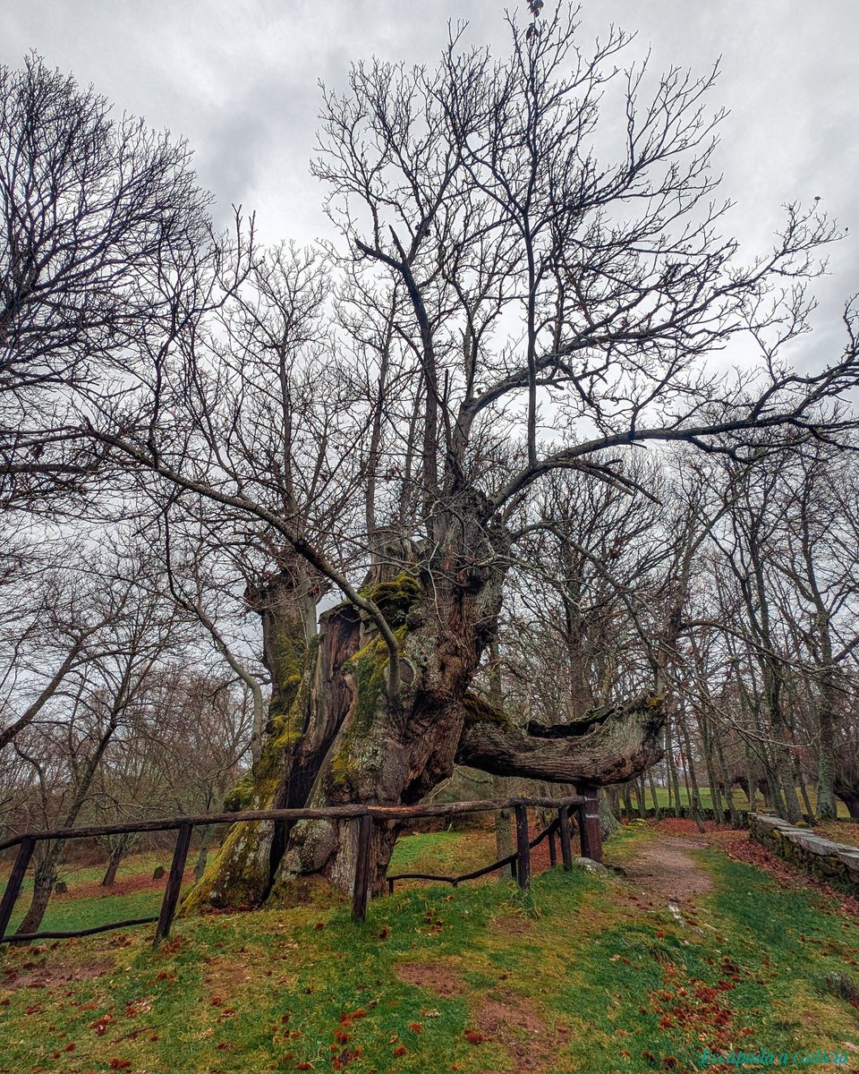 GaliciaEscapada's tweet photo. 🌳 Castiñeiro de Pumbariños, árbore senlleira
É o castiñeiro de maior circunferencia de Galicia, con 13,85 m e máis de 1.000 anos de idade.
Árbore incluída no Catálogo galego de árbores senlleiras polo Decreto 67/2007 de 22 de marzo.
📌 Souto de Rozavales
#Manzaneda #Galicia https://t.co/MjxeF7odiI