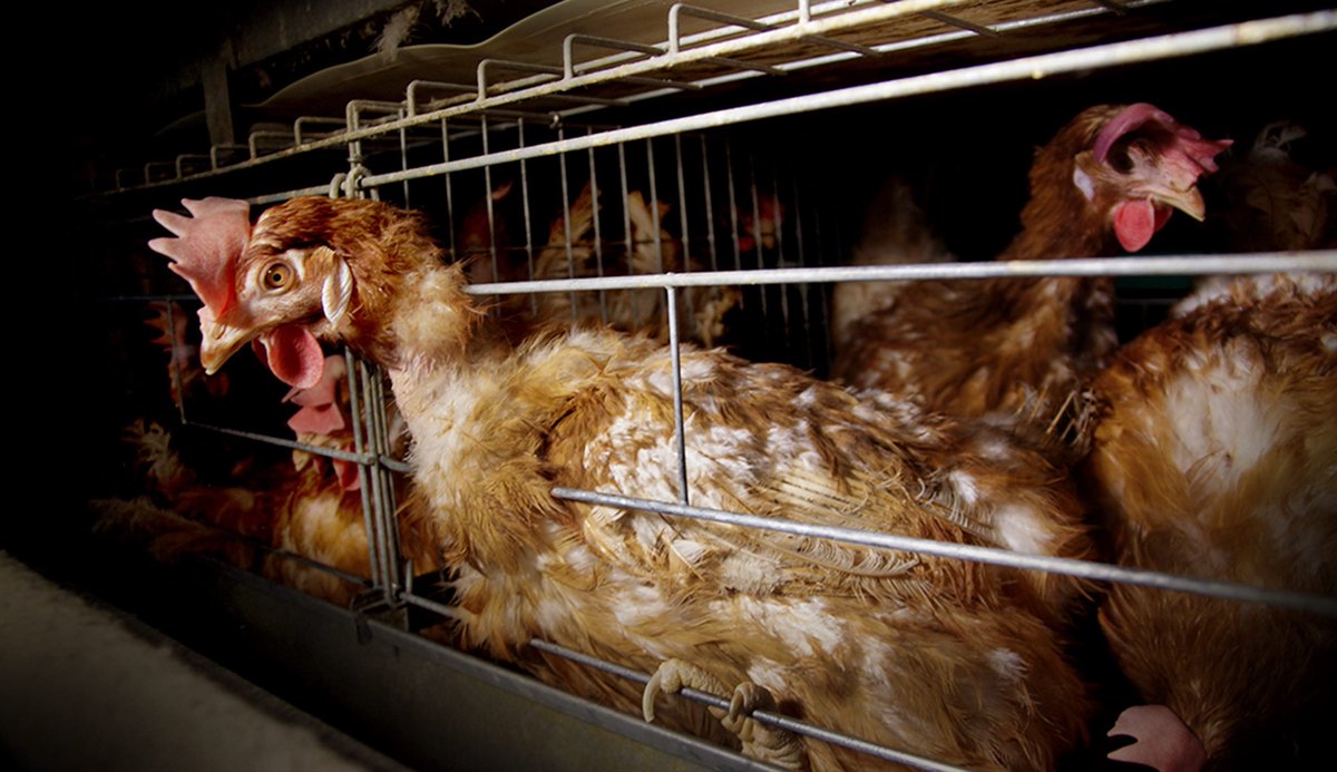 The UK government says it’s now “considering very carefully” the use of cages and crates on UK factory farms.

94% of Brits disapprove of confining hens in tight cages. 96% disapprove of confining pigs in crates.

How much more is there to consider before we stop this cruelty?