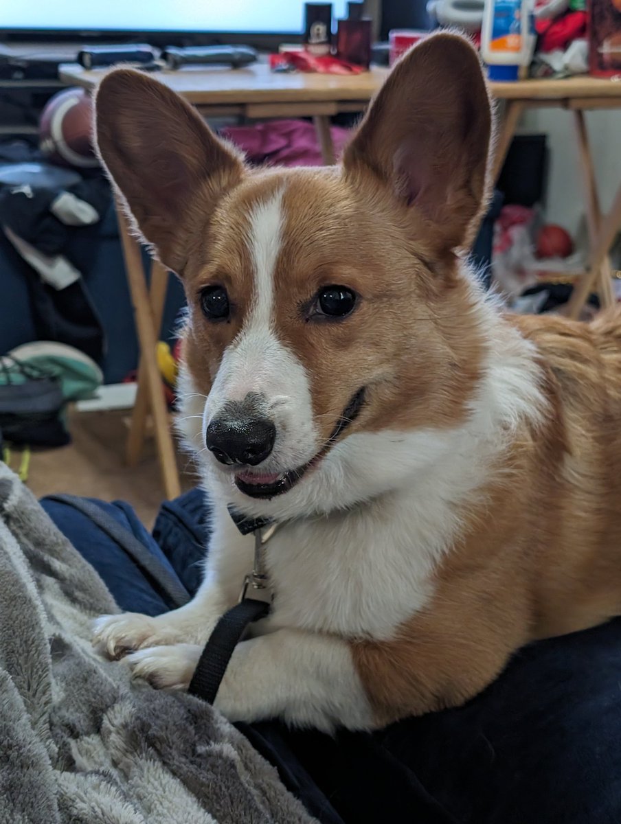 Heartagram616's tweet photo. @madebygoogle My corgi Augie https://t.co/FSXHGTWf7A