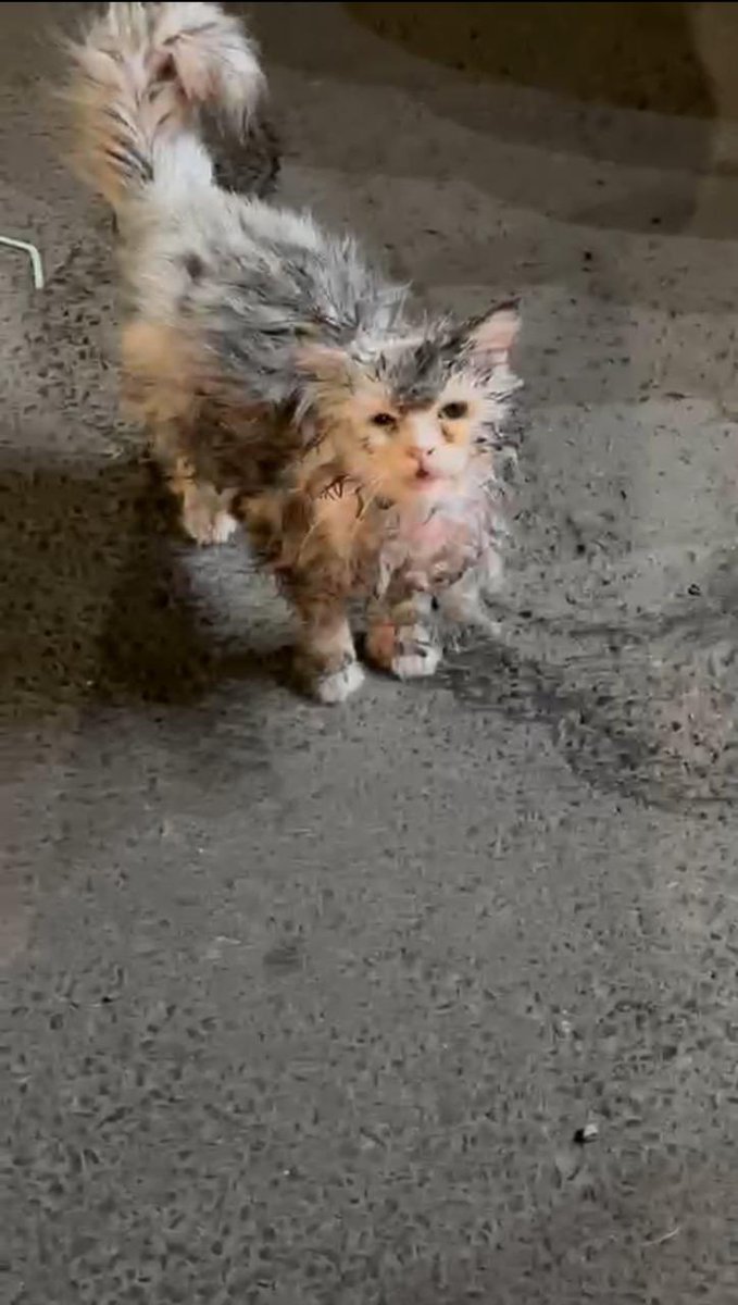 #انقاذ #قطط #حايل 
قط منزلي مرمي بالشارع ومحروق بنزين او قاز وصاير على طرف عينه ورقبته وسبب له حروق بالجلد تكفون يحتاج إنقاذ عاجل بأسرع وقت ارجوكم حالته تقطع القلب 💔
المعلن مو قادر يخليه عنده حايل رقم التواصل 0507079024