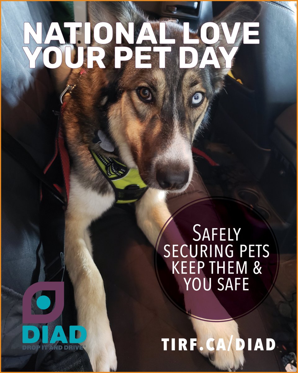 #DidYouKnow It's #NationalLoveYourPetDay

Show you love your pet(s) by safely securing them every time they're in a vehicle.  tirf.ca/diad

#LoveYourPetDay #PetSafetyFirst #BuckleUpPup #PetTravelSafety #SecureYourPet #DistractedDriving #SafePetsHappyPets