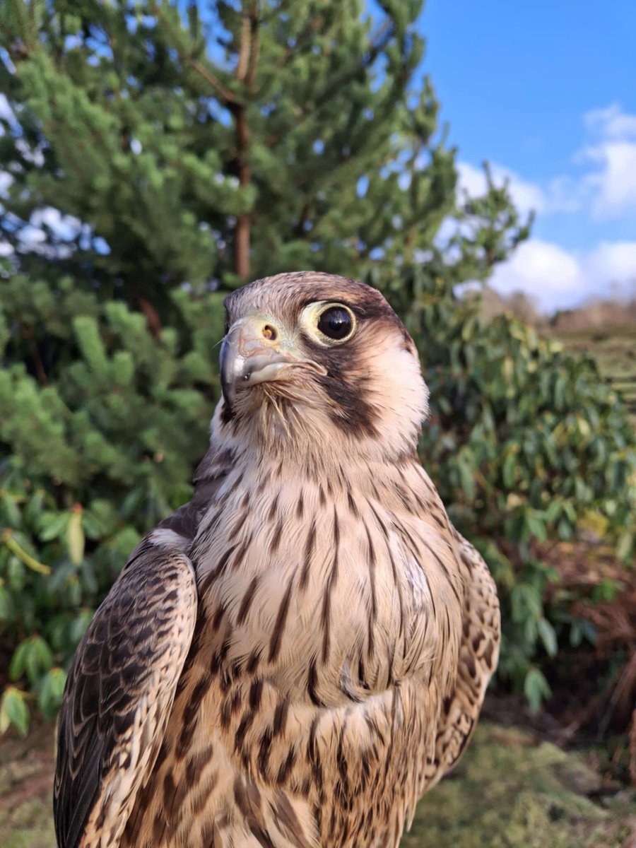 We had the most of the sunny breaks today, Peregrines just love the wind. #peregrinefalcon #eredine #eredinevillage #lochawe