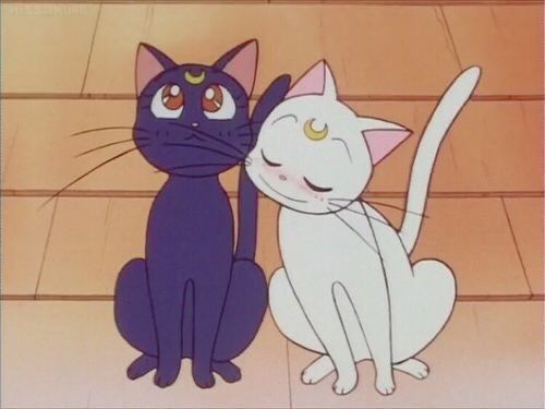 anime_'s tweet photo. Sailor moon 🐈‍⬛ https://t.co/aiYktD1RrN