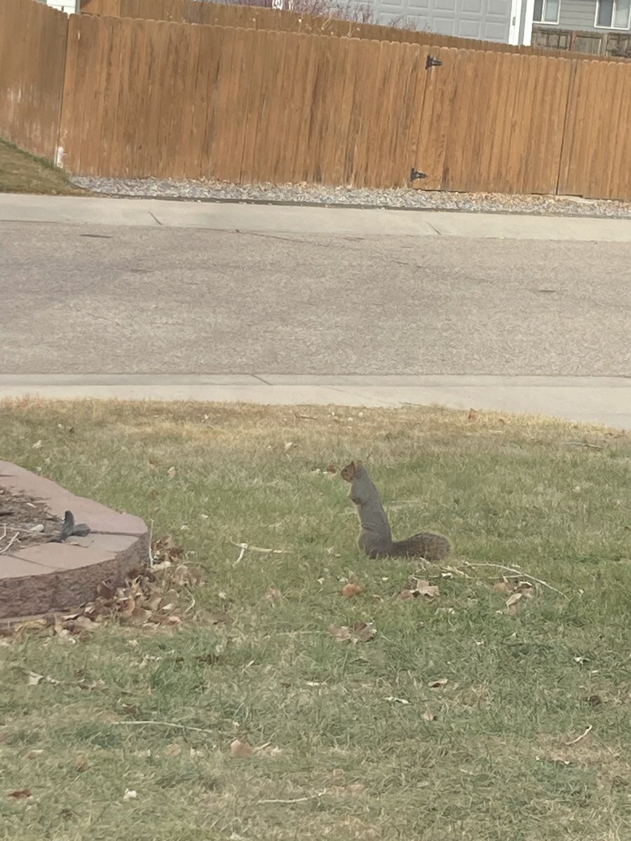 Comment below if you have ever participated in a Squirrel Net module!!