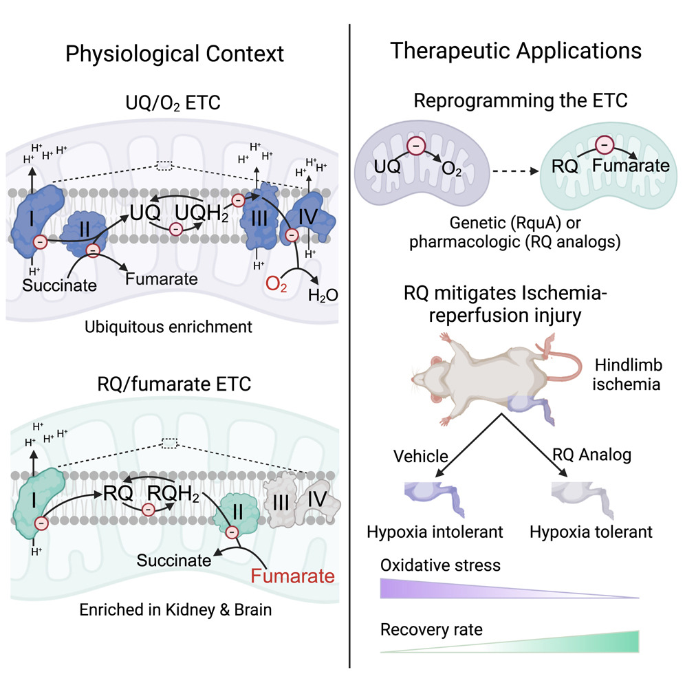 More changes for the METC textbook ! doi.org/10.1016/j.cell…
