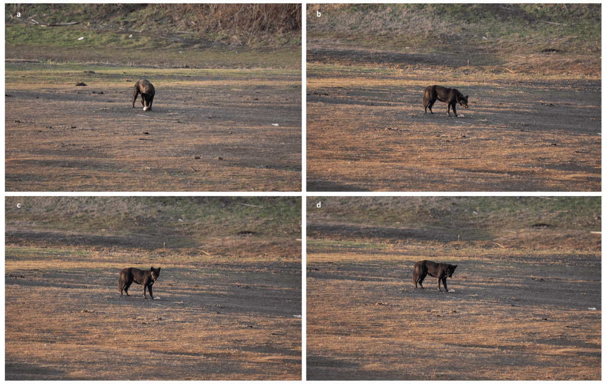 Conservation_OA's tweet photo. 🐕A New Aspect of Predator–Prey Dynamics: The Case of a Livestock Guardian Dog Predating upon an Invasive Coypu in Lake Kerkini, Greece

👉https://t.co/2nmpCxzbuP👈

Keywords: Myocastor coypu; #nutria; #predator–prey interactions; domestic #mammals

#Conservation_OA https://t.co/kHZZ0kvHbB