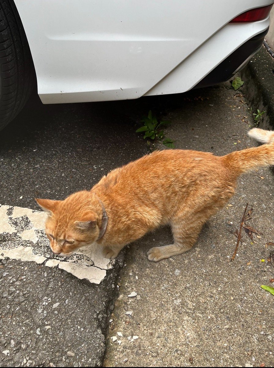 📍실종 장소 : 호매실동21단지(서희스타힐스아파트) 수원여자대학 인근 

📍입양 전 병원 데려갔을 때 8살 추정
📍구내염 증상 ー> 시간이 지난 지금은 상태가 더 안좋아져서 침을 흘릴 수도 있어요
📍얼굴 제외 올치즈, 사진상의 목걸이는 현재 착용하지 않고 있습니다.  길냥이 시절 TNR 왼쪽 귀커팅