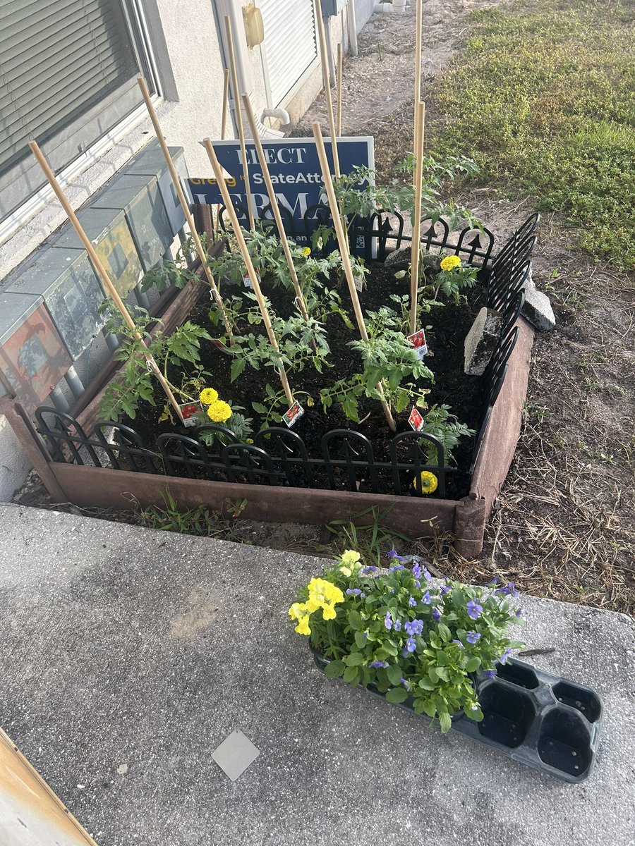 Amy Goldberg (@agoldberg_dp) on Twitter photo Our gardens are looking great! π± We researched & learned that iguanas donβt like marigolds so we added those to our gardens to keep them from eating our tomatoes and peppers. <a href="/DelPradoElem/">Del Prado Elementary</a> <a href="/PBCSDScience/">PBCSD Science</a> <a href="/southPbcsd/">SouthRegionPBCSD</a> Our gardens are looking great! π± We researched & learned that iguanas donβt like marigolds so we added those to our gardens to keep them from eating our tomatoes and peppers. <a href="/DelPradoElem/">Del Prado Elementary</a> <a href="/PBCSDScience/">PBCSD Science</a> <a href="/southPbcsd/">SouthRegionPBCSD</a>