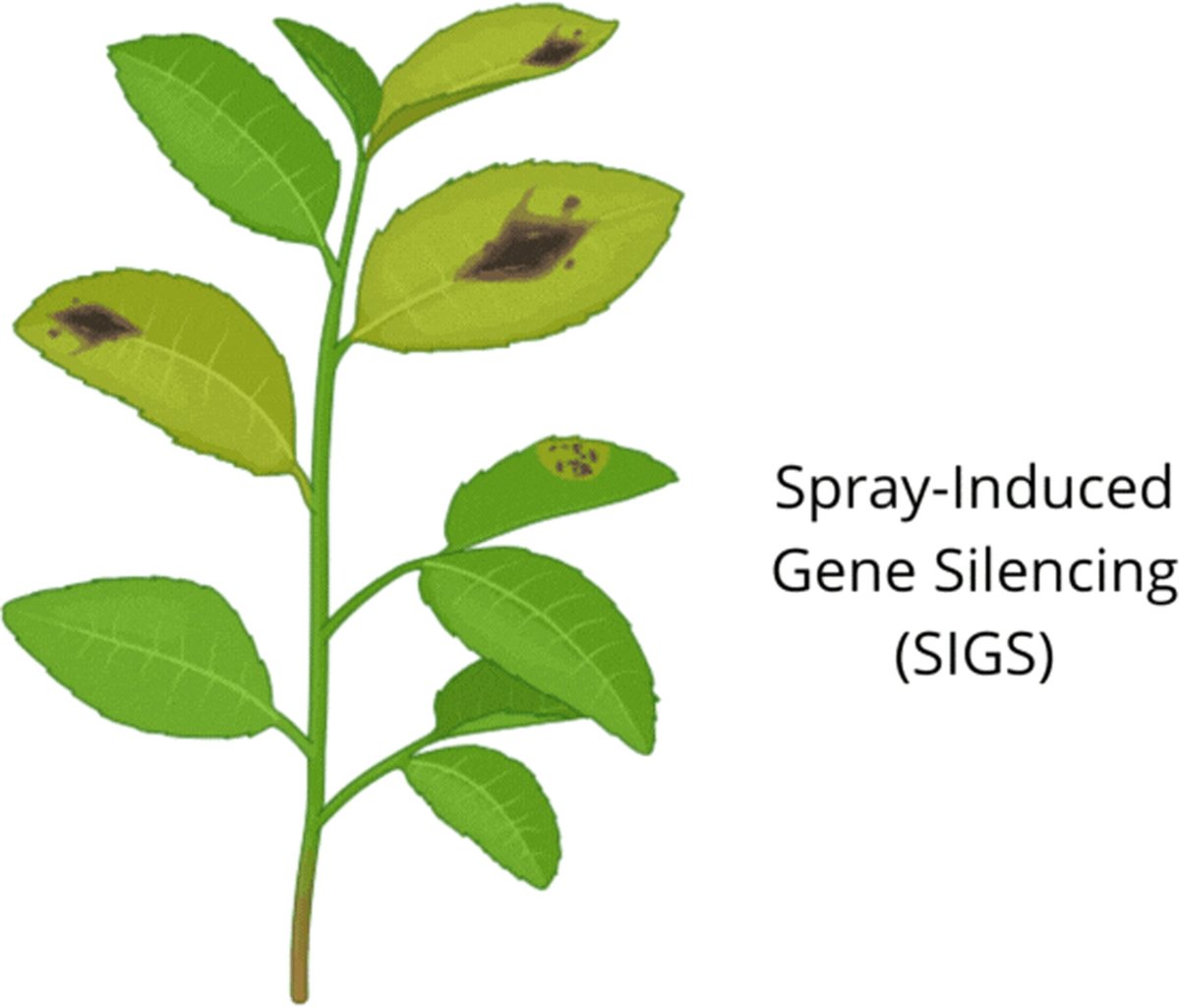 JIPBio's tweet photo. Spray-induced #gene silencing is an innovative, #EcoFriendly technology for controlling #plant #fungal diseases by applying #RNA molecules that silence key fungal genes via RNA interference. 
Learn more in this new guide!
https://t.co/XhS6PTovzo @wileyplantsci #PlantSci #JIPB https://t.co/FTcghbbPWK
