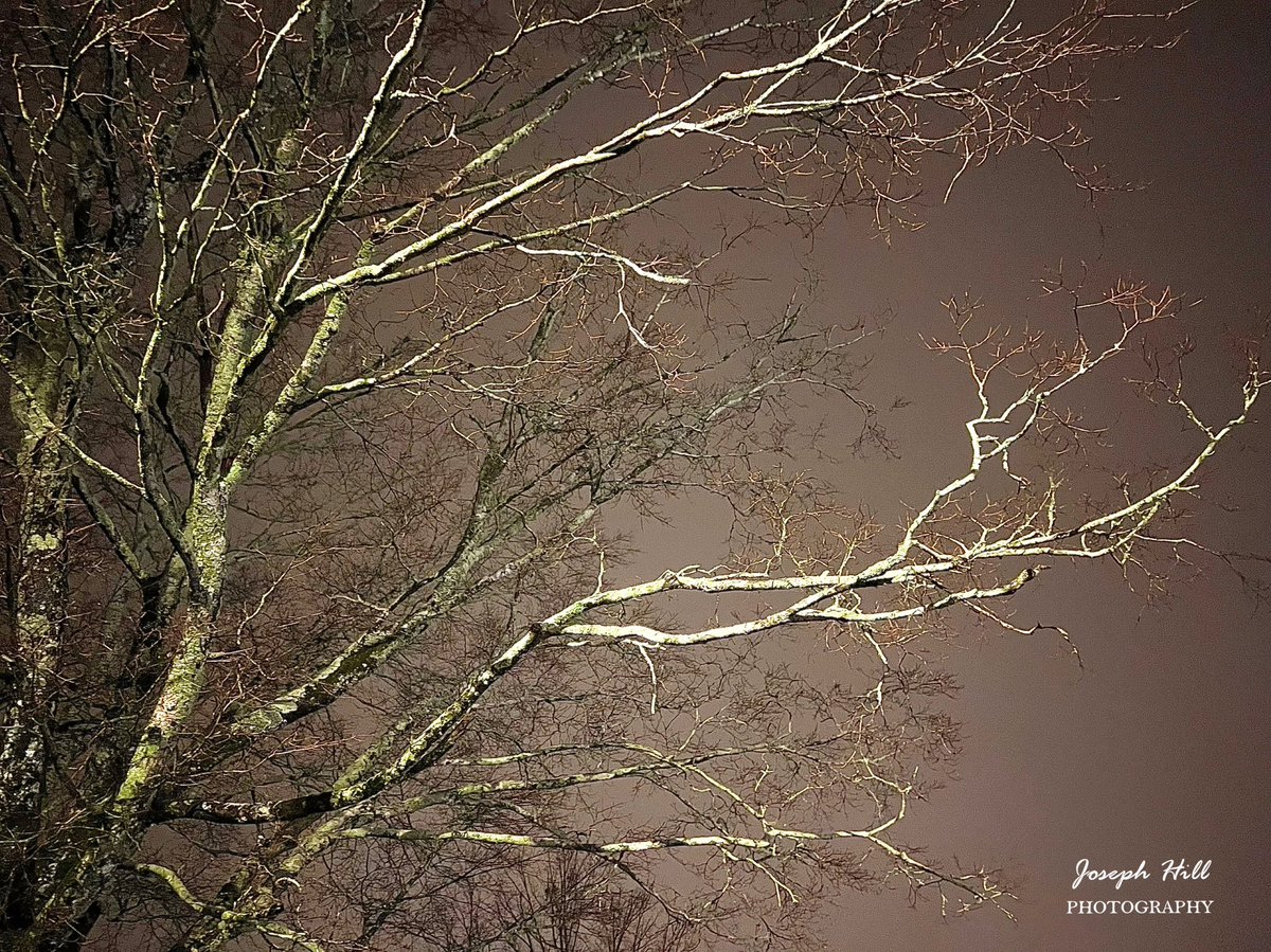 JosephHill3794's tweet photo. WINTER!❄️
Photo By: Joseph Hill🙂📸❄️
#Winter❄️ #wintertree #tree #closeup #sky #wintersky #Nightsky #night #nature #beautiful #peaceful #nighttime #wintertime #wintervibes #winterphotography #NightPhotography #SouthernPinesNC #February https://t.co/INufvn1NeV