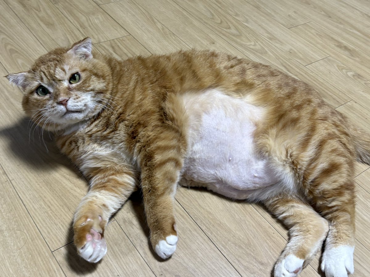 kimnaembee's tweet photo. 냄군은 다시 배만 빠박이가 되었러요. https://t.co/lkopb05ftO