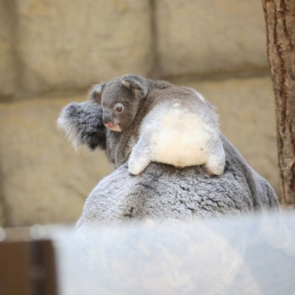 higashiyama5555's tweet image. 去年のコアラの赤ちゃんのベストもっちり お尻🐨
りんともなか🐨🐨

＃東山動植物園
＃コアラ