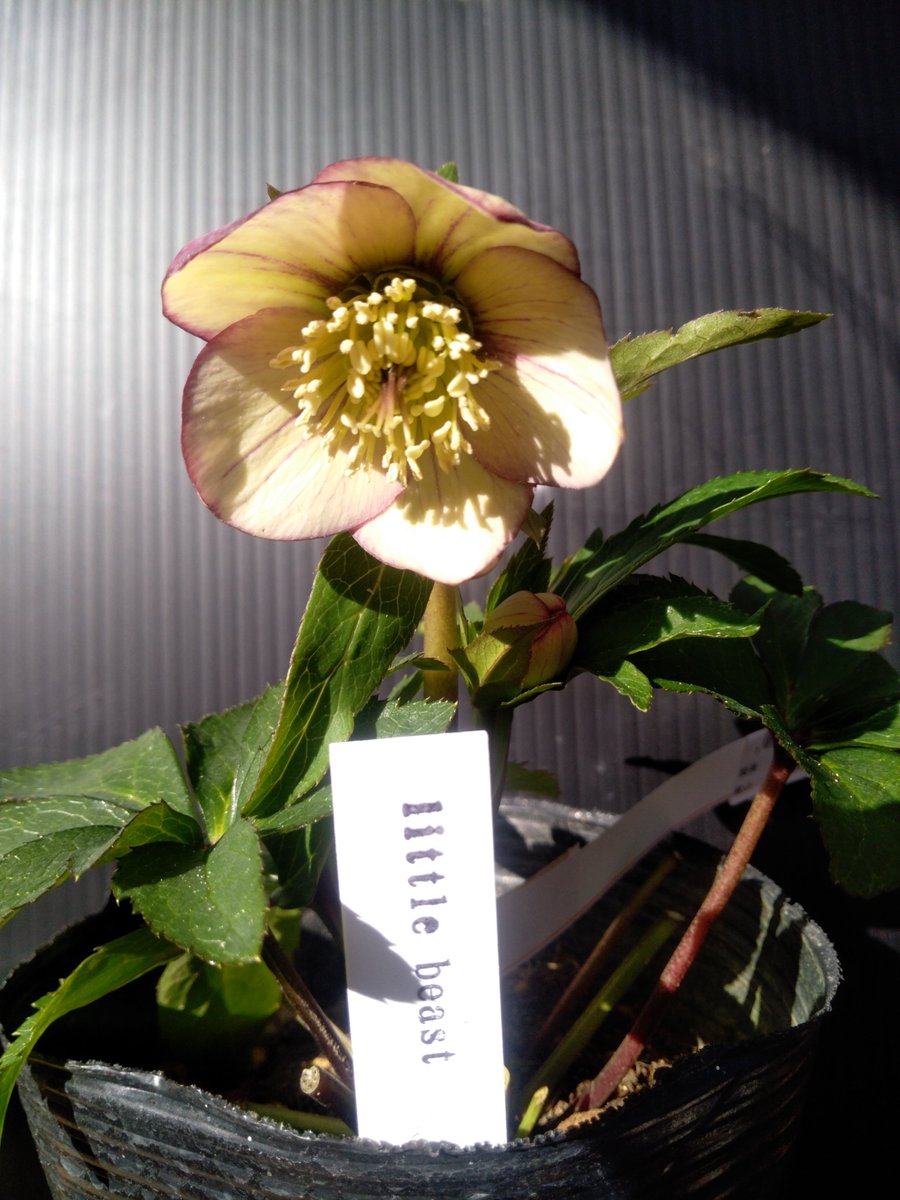 ガーデンセンター八千代店】 ✨#クリスマスローズ 入荷情報✨ #高橋