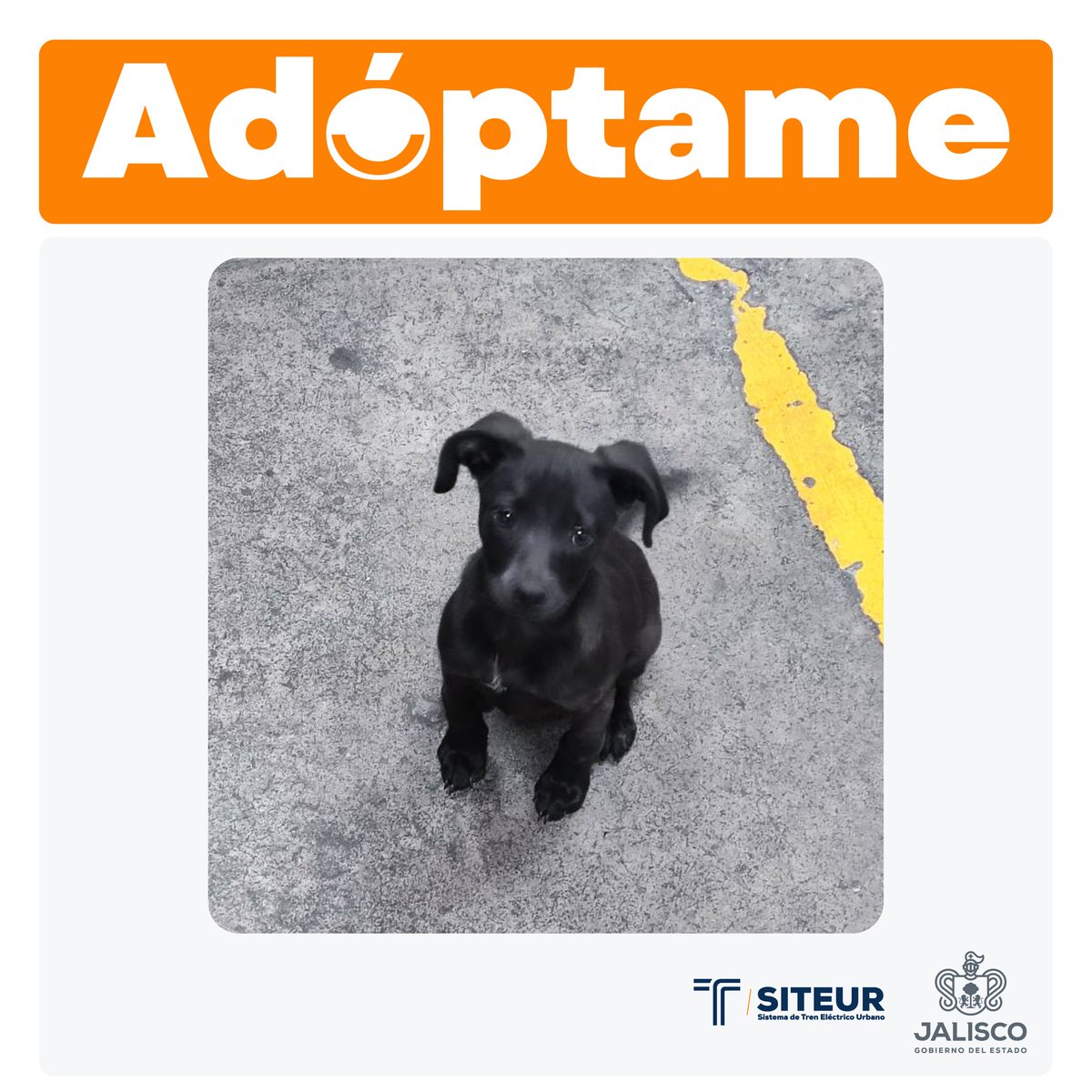SITEURJAL's tweet photo. #AvisoSiteur | Esta hermosa pasajera no identificada llegó a los talleres de #MiTren y está buscando un nuevo hogar. 🐶💕🚇

Te invitamos a conocerla y a enamorarte para que puedas llevarla a casa y llenarla de mucho amor. Si deseas más información, comunícate vía inbox. 🐾 https://t.co/khSiWYjIKq