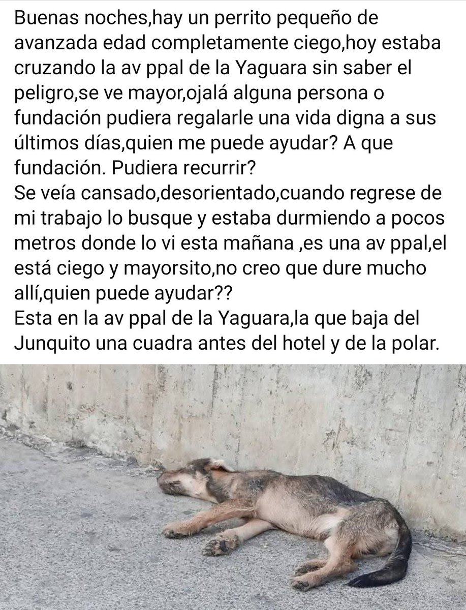 PerroUsuario Wof '•' tweet media