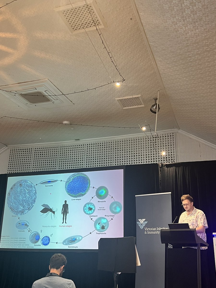 Next speaker at #lorneiandi: Benjamin Liffner (<a href="/LiffnerBen/">Ben Liffner</a>) from the University of Adelaide explores imaging malaria parasites during their development in the mosquito. 🦟🔬 A deep dive into how these parasites grow and evolve within their mosquito host! <a href="/The_VIIN/">VIIN</a>
