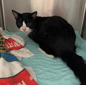THERE ARE 25 ANIMALS ( 6 CATS &amp; 19 DOGS)  AT RISK FOR SATURDAY 02/22/25 DEADLINE IS NOON. PLEASE SHARE, FOSTER, ADOPT, TAG FRIENDS, POST TO SOCIAL MEDIA SITES, PLEDGE TO  HELP SAVE THEIR LIVES. NEW PHOTOS. newhope.shelterbuddy.com/animal/list