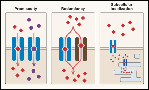 LabWaggoner's tweet photo. Solute carriers: The gatekeepers of metabolism @CellCellPress @KivancBirsoy
https://t.co/Ewt7f0QonF https://t.co/4HwDGQahqU