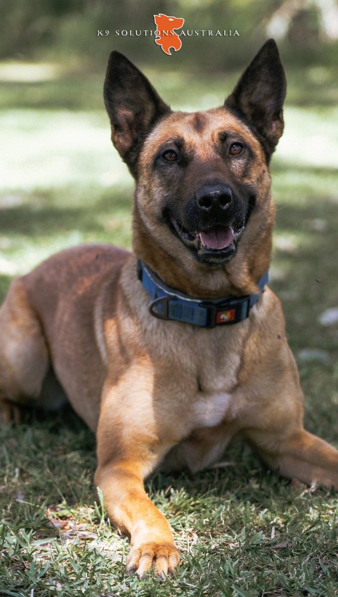 VHK BEE - Virtus House Kennel BRAVO Litter 

#MWD #malinois #MPD #VHK  #K9SolutionsAustralia🇦🇺
