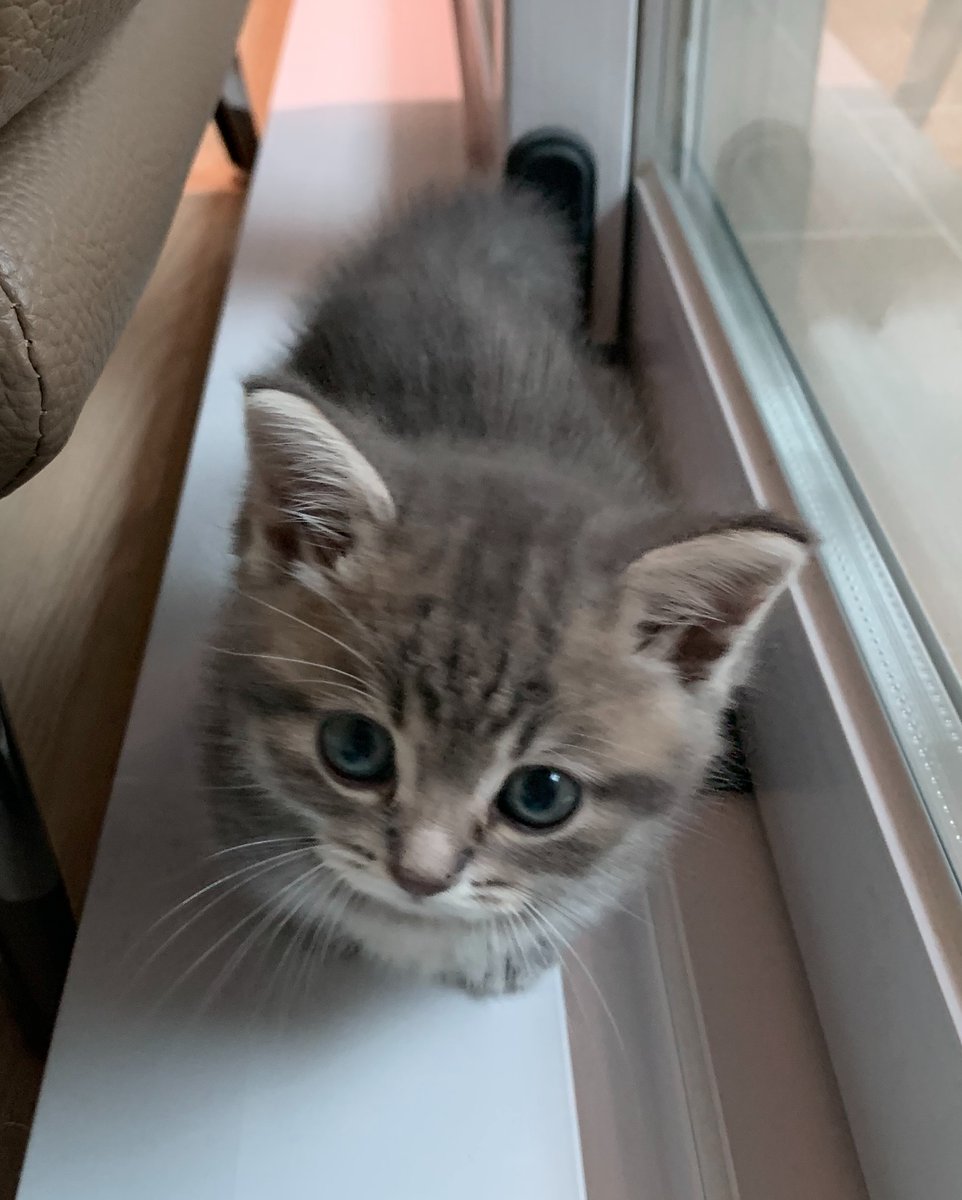 cutestscats's tweet photo. Those eyes got me 🥺💕 https://t.co/AjOmSoMR2N