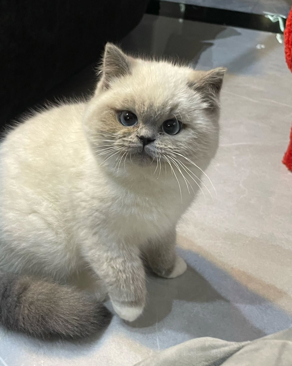 cutest cats tweet media