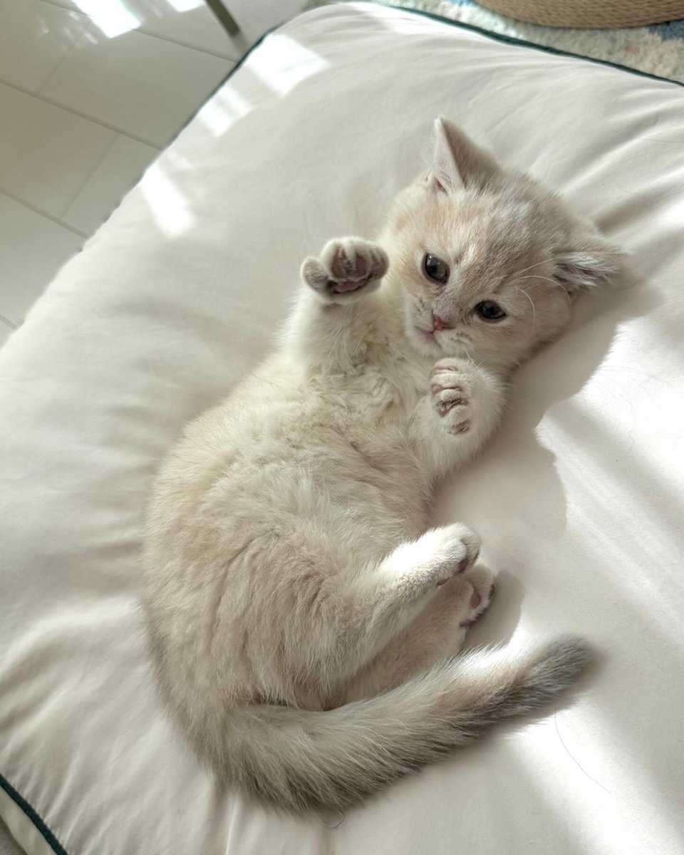 cutest cats tweet media