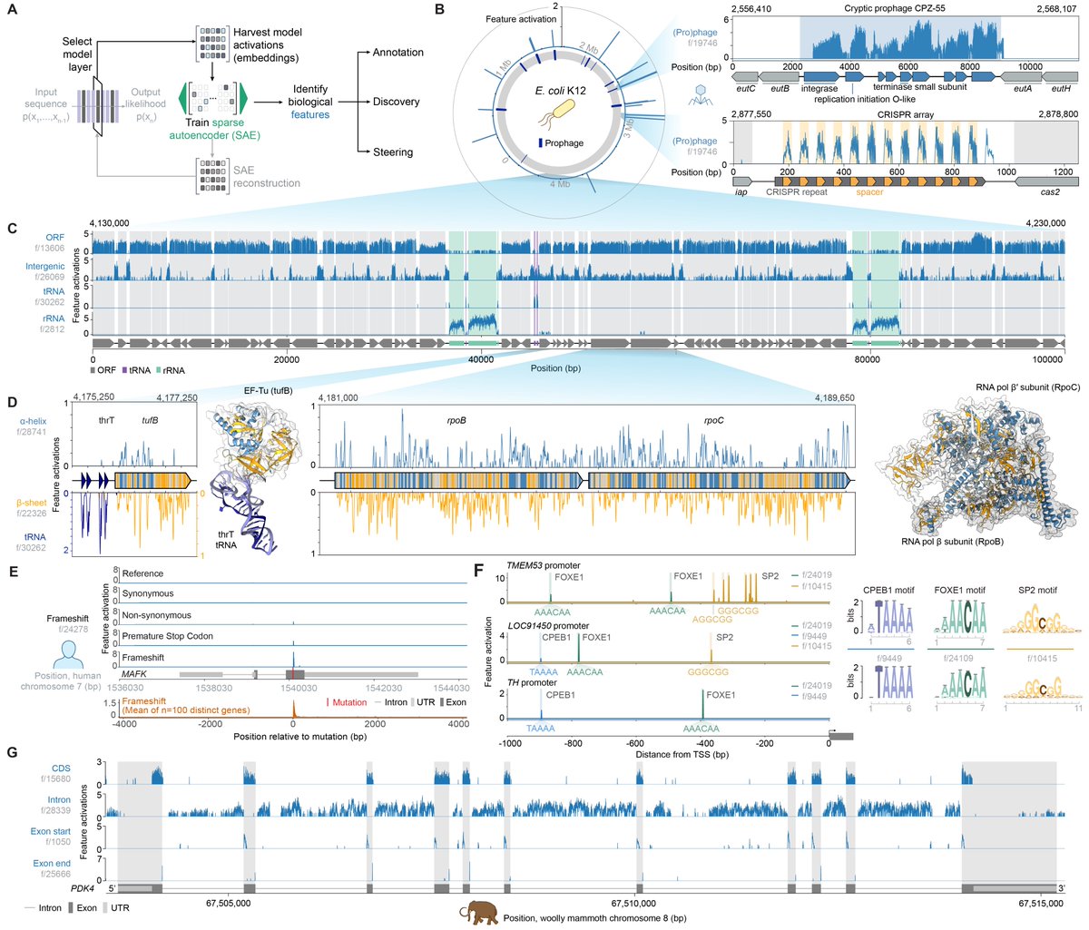 It was super fun working on Evo 2, a DNA language model trained on genomes across the tree of life! 

Check out the preprint: arcinstitute.org/manuscripts/Ev…

A small 🧵 highlighting some mechanistic interpretability work on Evo 2 (Fig. 4) we did in collaboration with <a href="/GoodfireAI/">Goodfire</a> 🔥🔥🔥