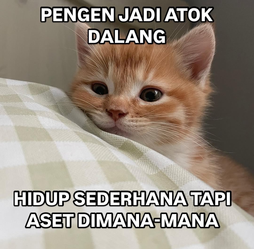 ᭝ ᨳଓ ՟ Stellalalalalaa~🌷 tweet media