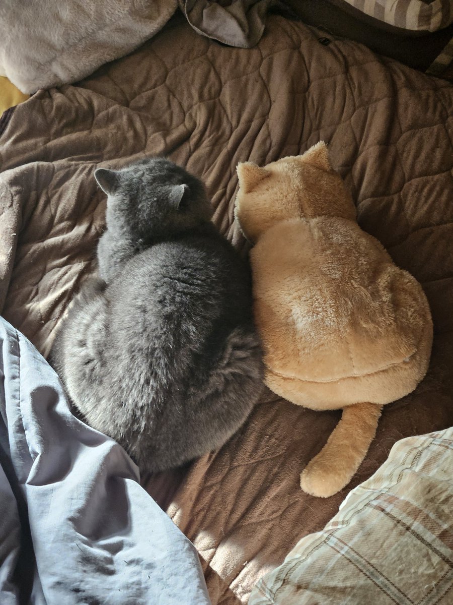 joss_aqua's tweet photo. ←猫　湯たんぽ→

#エキゾチックショートヘア
#猫好きさんと繋がりたい https://t.co/qzYPzNSTai