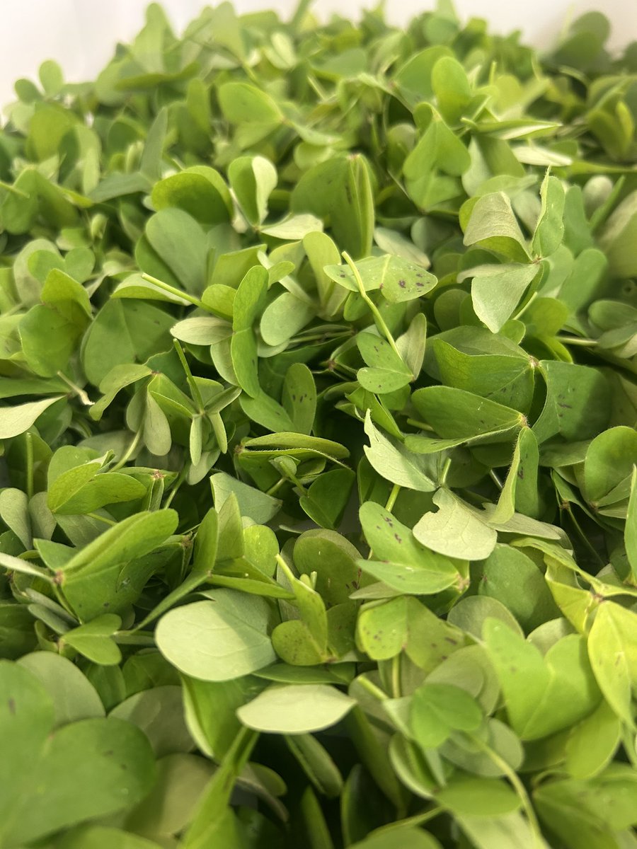PieroRota10's tweet photo. Oxalis 🌱 #Budget2025 #photography #GreenDay #green #cheflife #contaminazioni https://t.co/jf48Ba4hHp