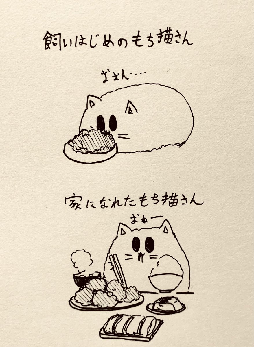 今日は猫の日🐱🐯 