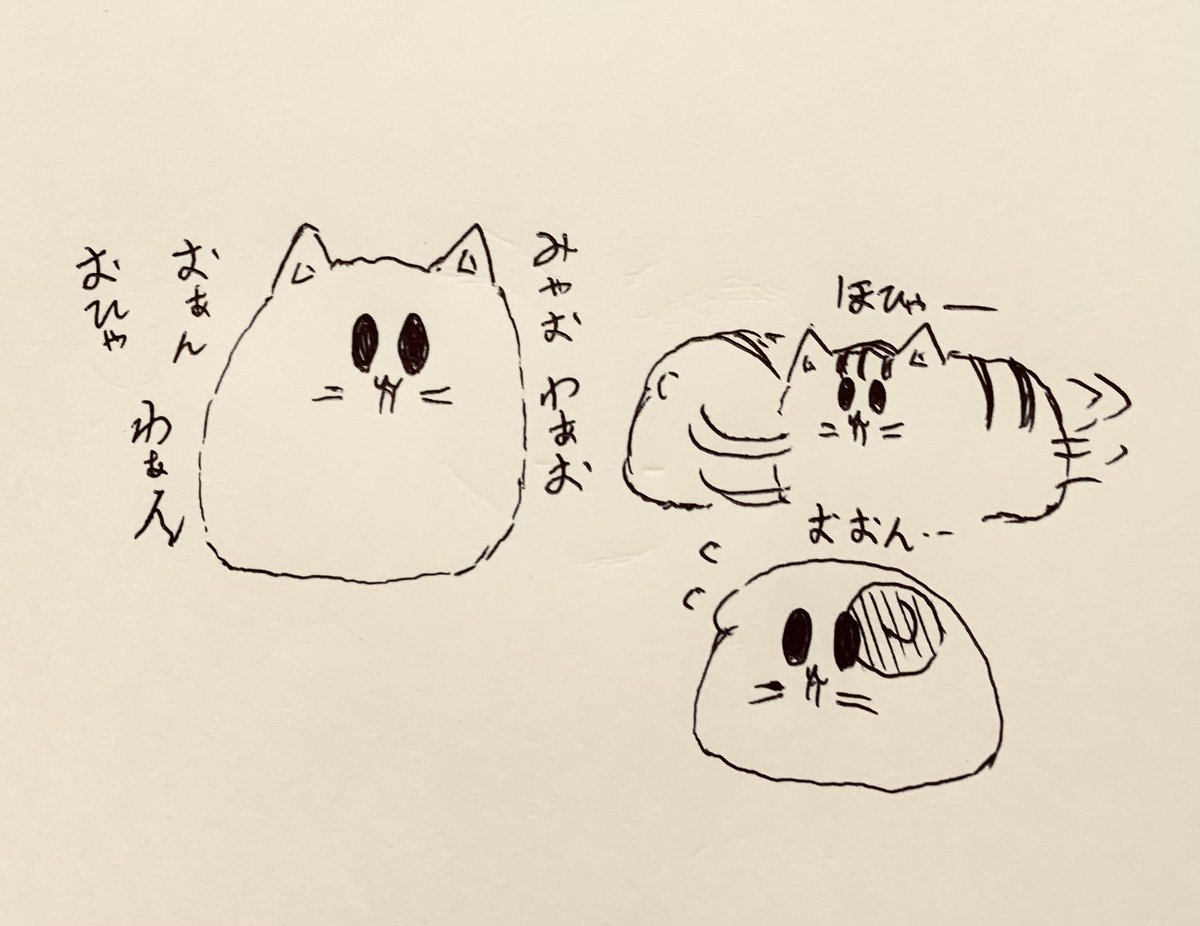 今日は猫の日🐱🐯 