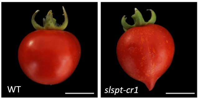 Stefan de Folter (@defolter_lab) on Twitter photo Very happy that one of our first tomato stories is out 🍅 by <a href="/eduagrom/">Eduardo Martinez</a>
Conserved and novel roles of the bHLH transcription factor SPATULA in tomato academic.oup.com/jxb/article-ab… Very happy that one of our first tomato stories is out 🍅 by <a href="/eduagrom/">Eduardo Martinez</a>
Conserved and novel roles of the bHLH transcription factor SPATULA in tomato academic.oup.com/jxb/article-ab…