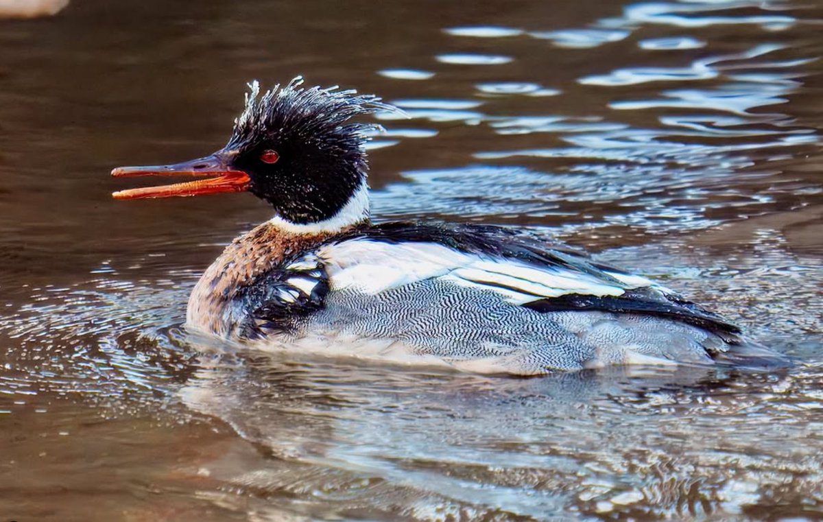 Feather forecast: 100% chance of frost! ❄️This red-breasted merganser is rocking a frozen feather look in today’s chilly waters. These diving ducks are built for the cold, but even they can get a little ‘iced out’ on winter days! 🥶

📸 @pluengos
📍 Wright Woods in Mettawa