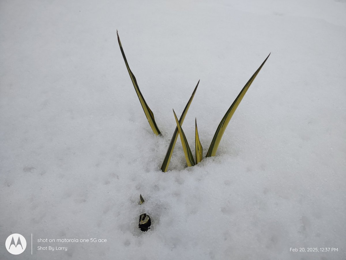 Shot by Larry 🏴󠁧󠁢󠁳󠁣󠁴󠁿🇮🇪🏴󠁧󠁢󠁥󠁮󠁧󠁿🌱 (@larry_angelus) on Twitter photo 